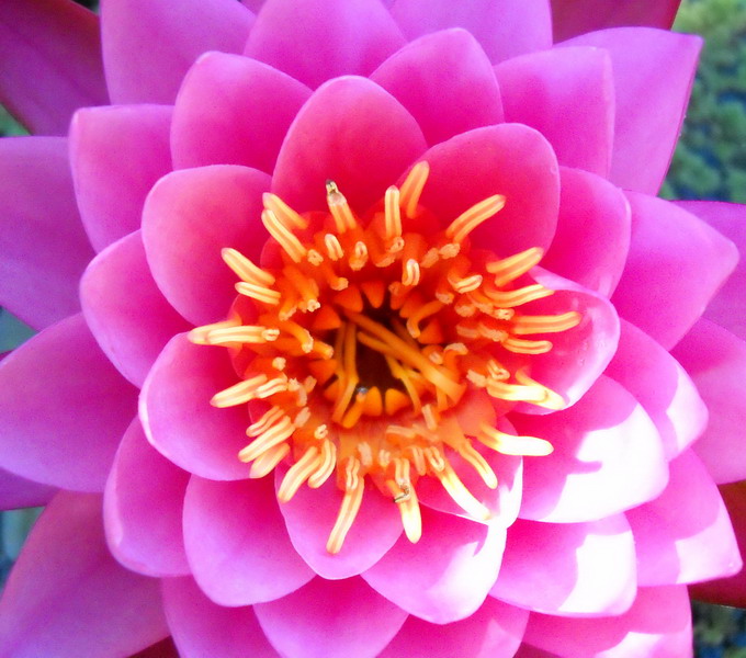 Nenufar Perenne Mayla